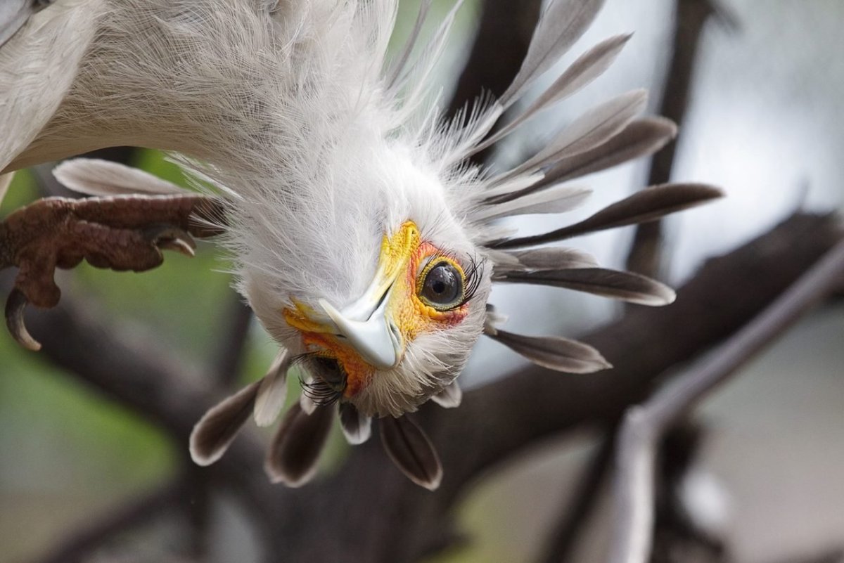 Птица секретарь клоака