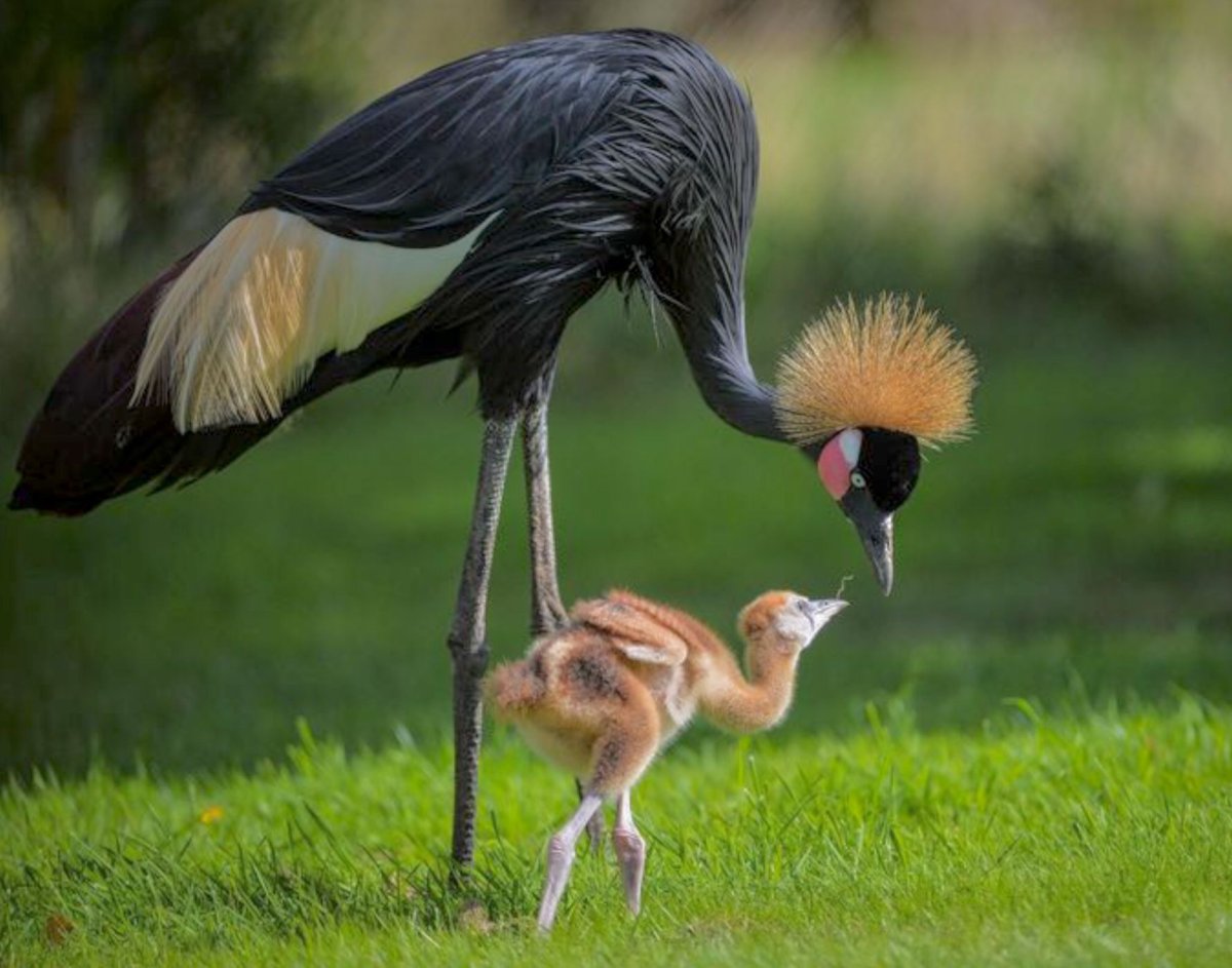 Венценосный журавль птенец