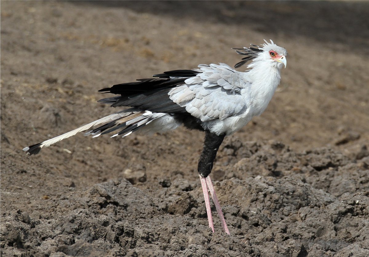 Птица секретарь самец