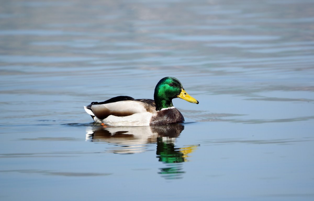 Водоплавающие птицы Кубани