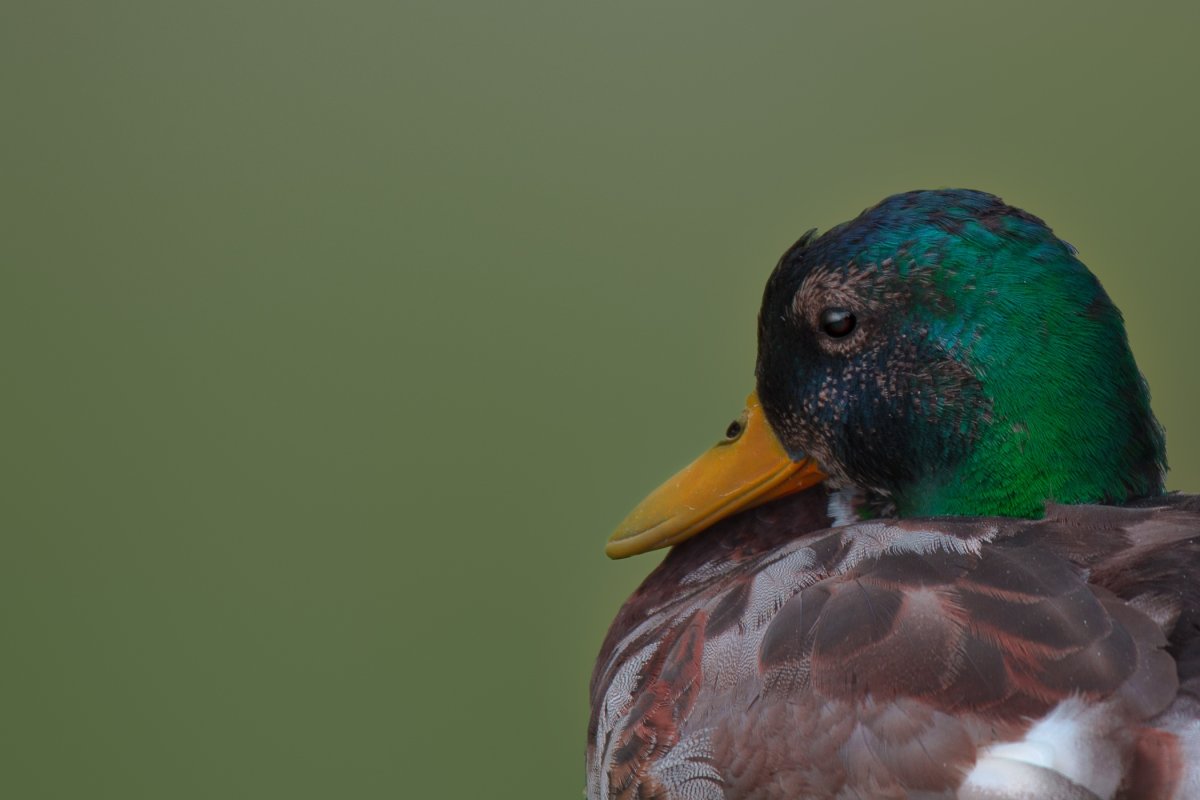 Утка с зеленым клювом