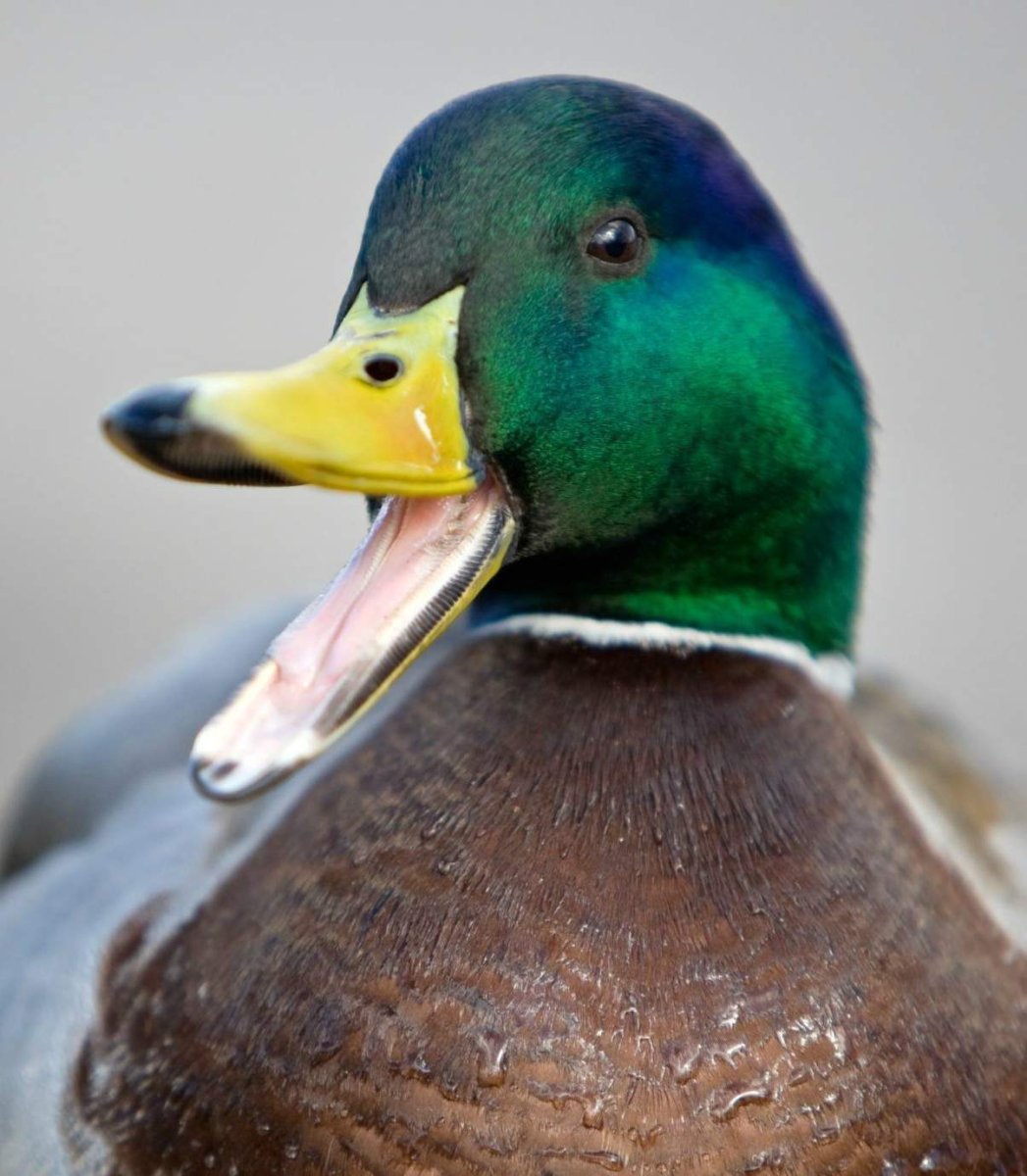 Утка с открытым ртом