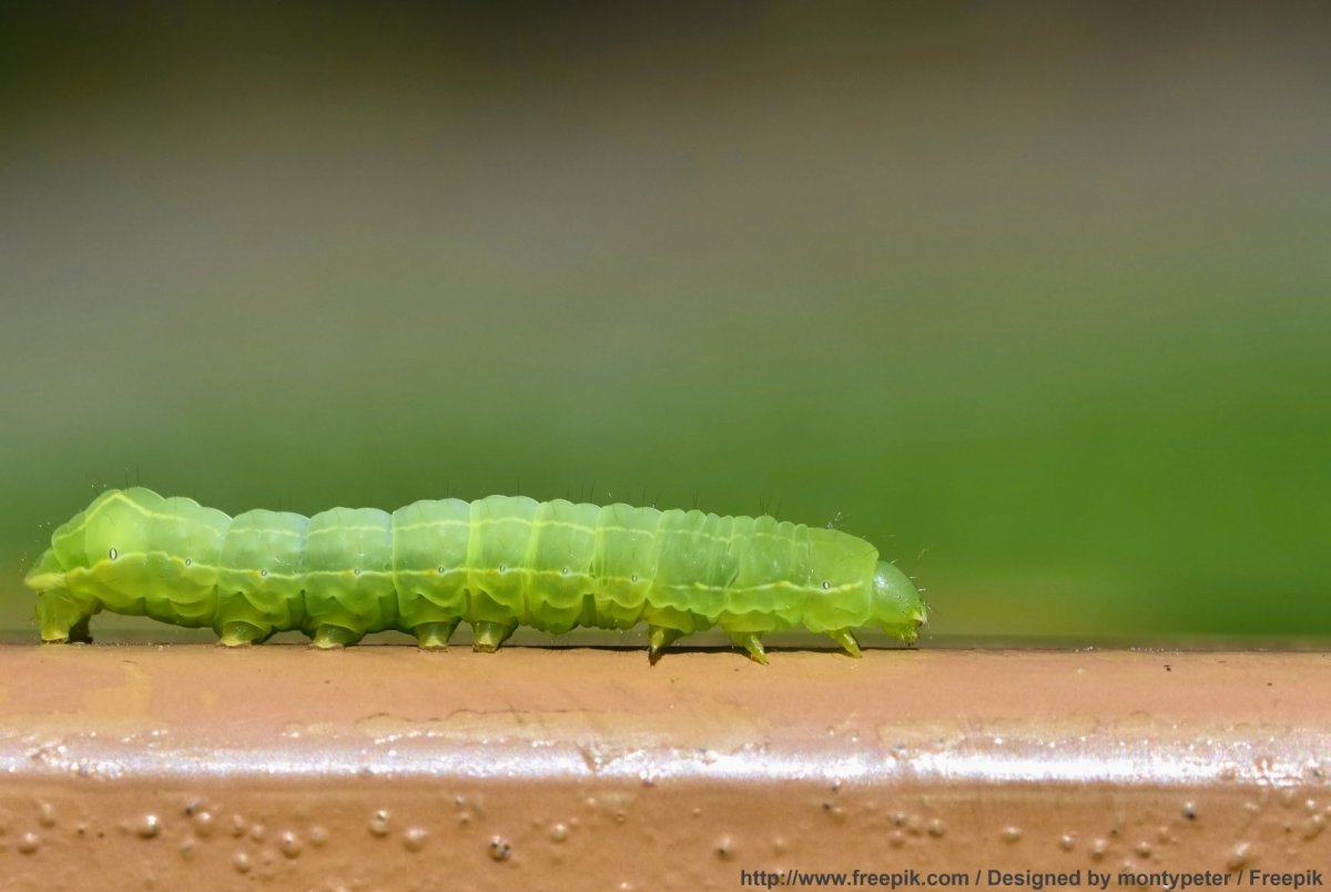 Маленькая бледно зеленая гусеница