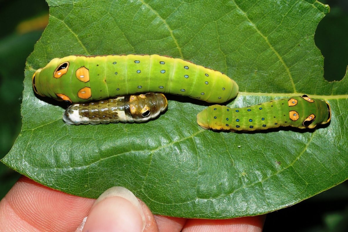 Papilio Troilus гусеница