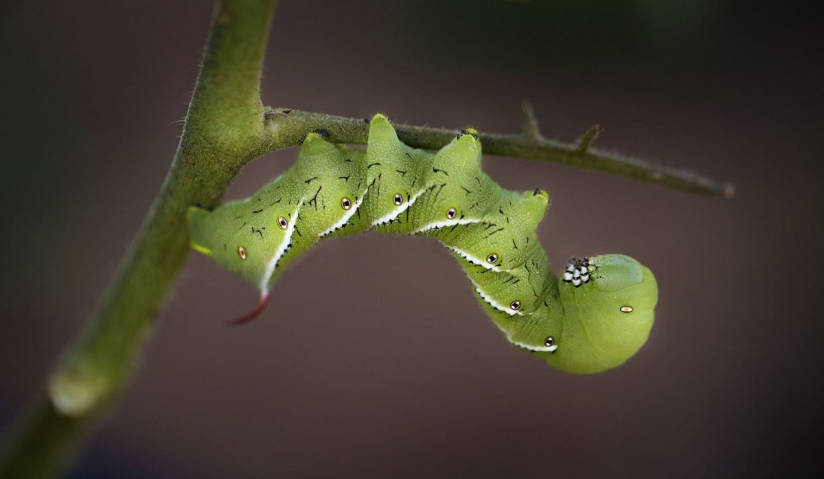 Гусеница путь