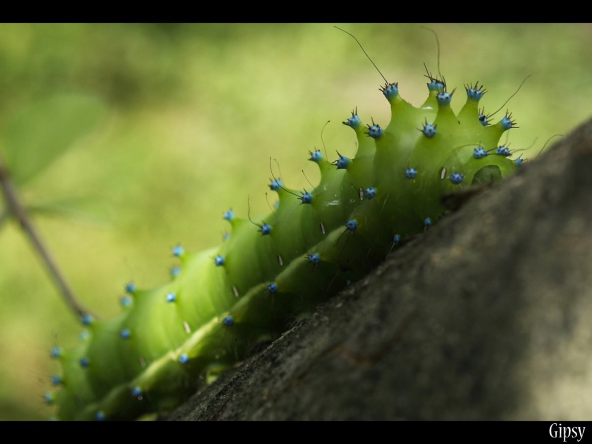 Зеленая гусеница павлиноглазки