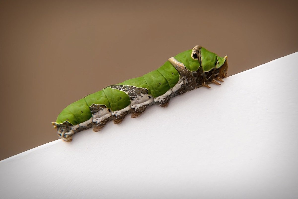 Гусеницы парусников (Swallowtail Caterpillar)