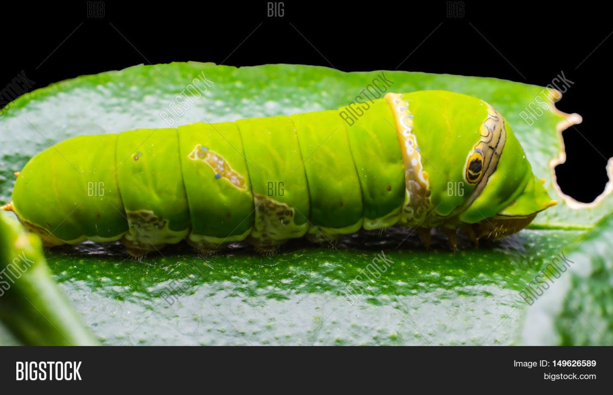 На листьях зеленый червяк