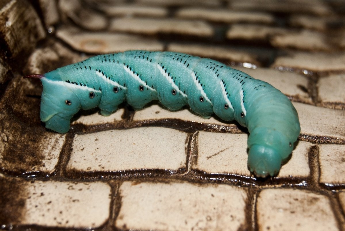 Гусеница БРАЖНИКА