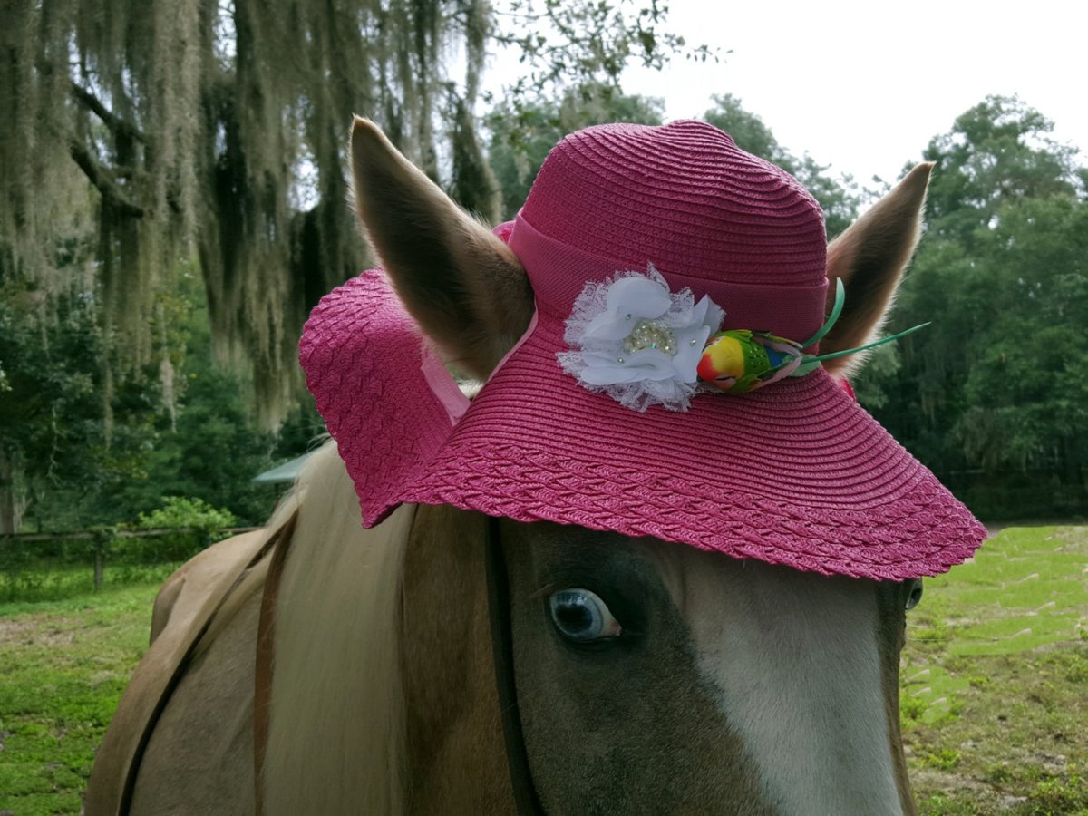 Лошадь в шляпке