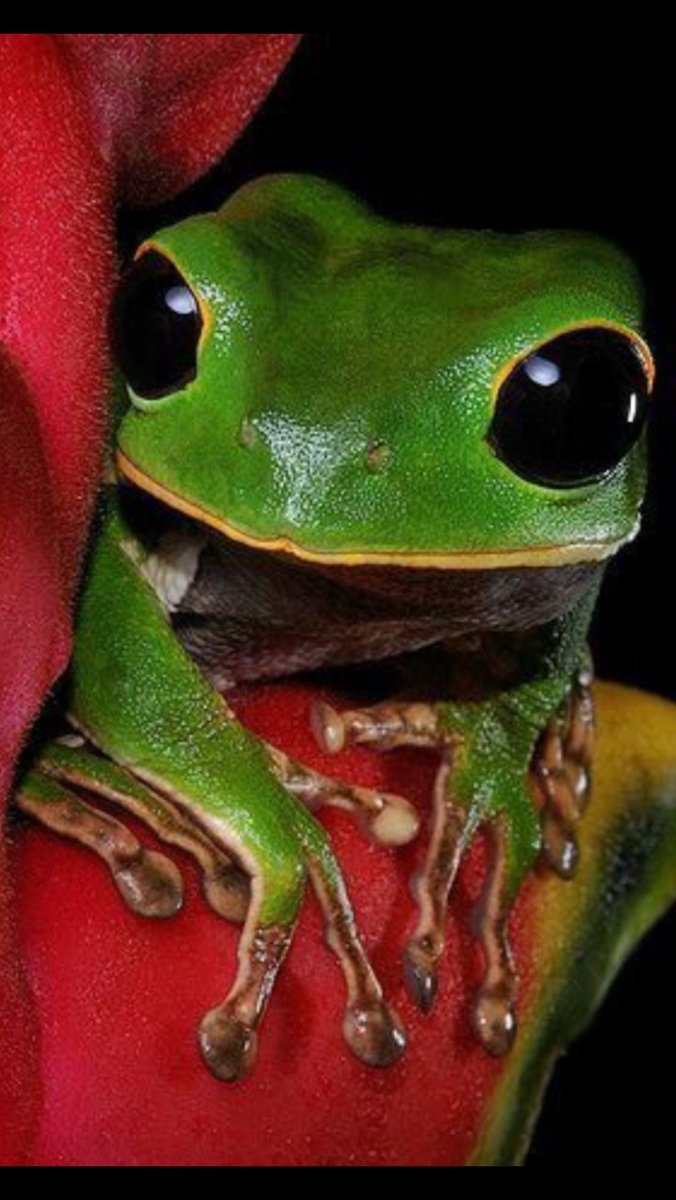 Лягушка Обезьянья квакша