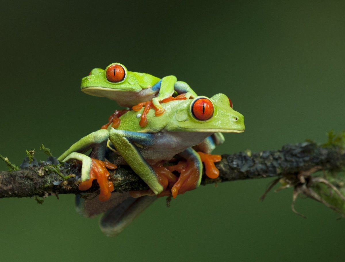 Древесная лягушка квакша