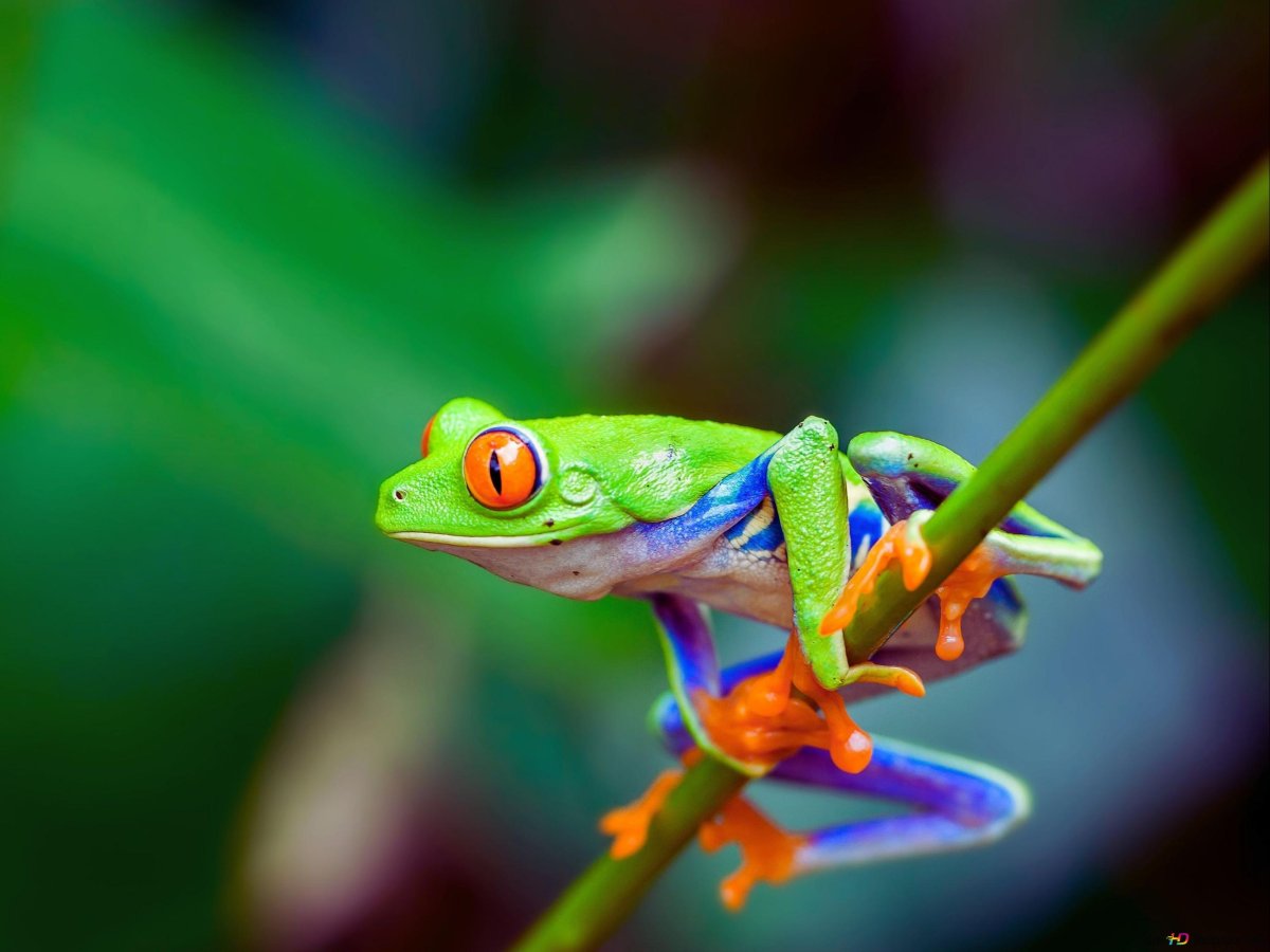 Амфибия красноглазая квакша