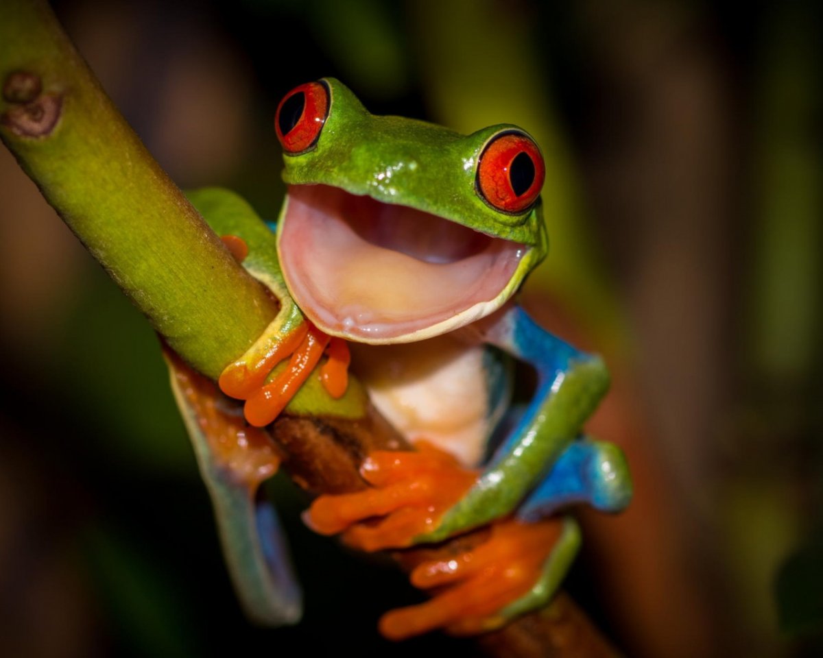 Черноглазая древесная лягушка
