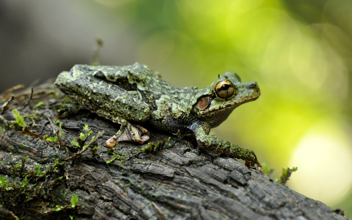 Лягушка на дереве