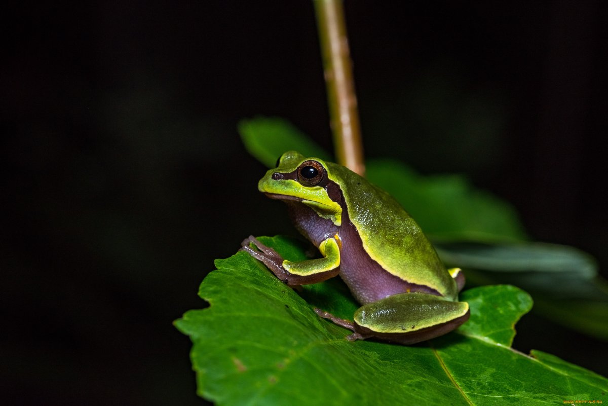 Малайская листовая лягушка