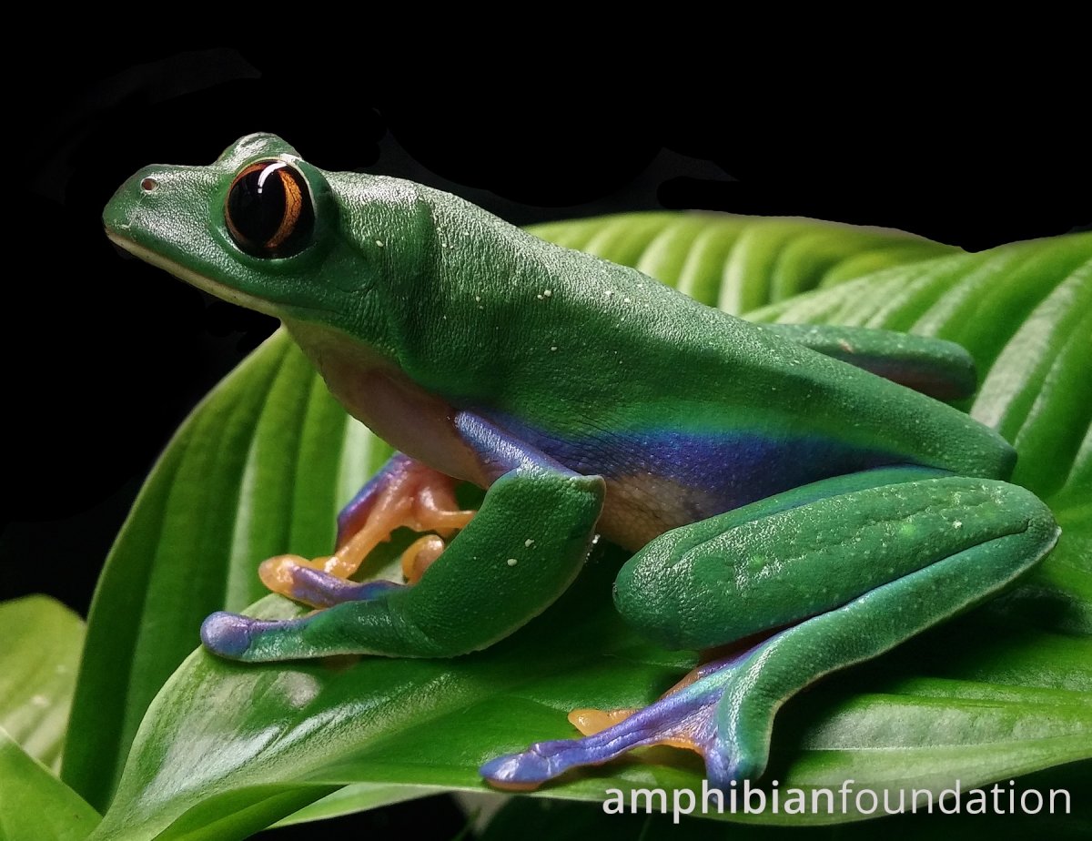 Лягушка Agalychnis Lemur