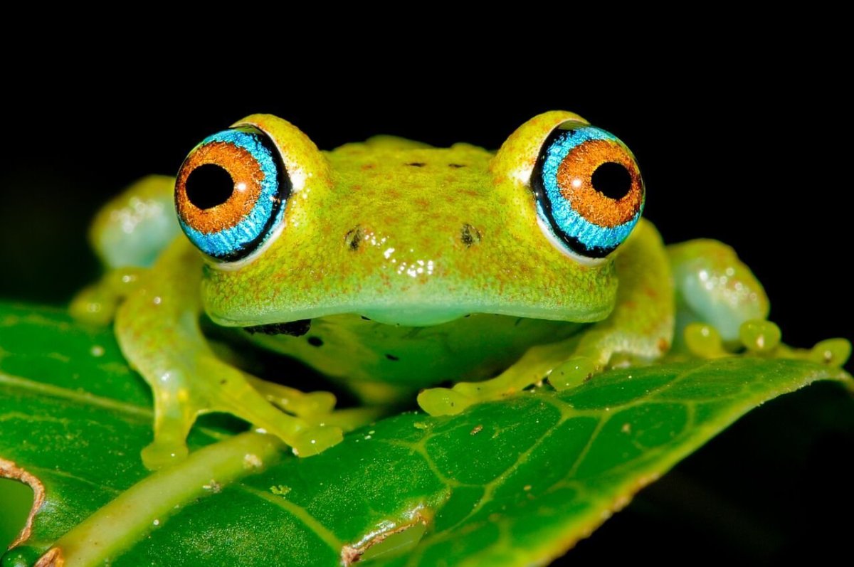 Лягушка Пучеглазка