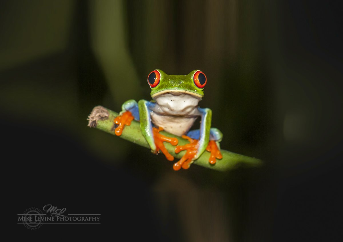 Древесная лягушка верхолаз