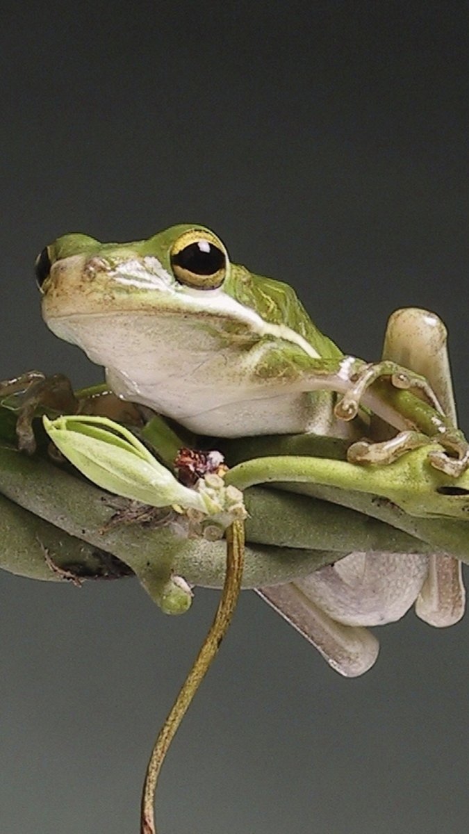 Белогубая квакша