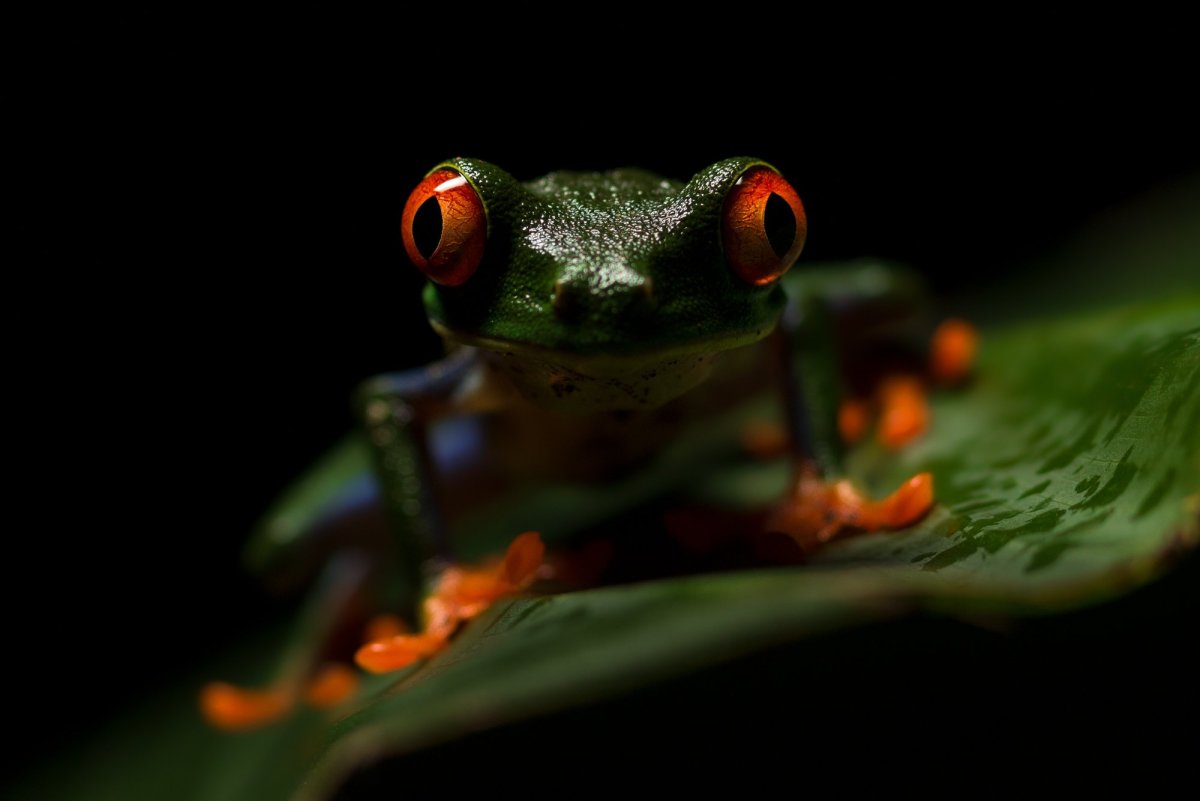 Лягушка ночью