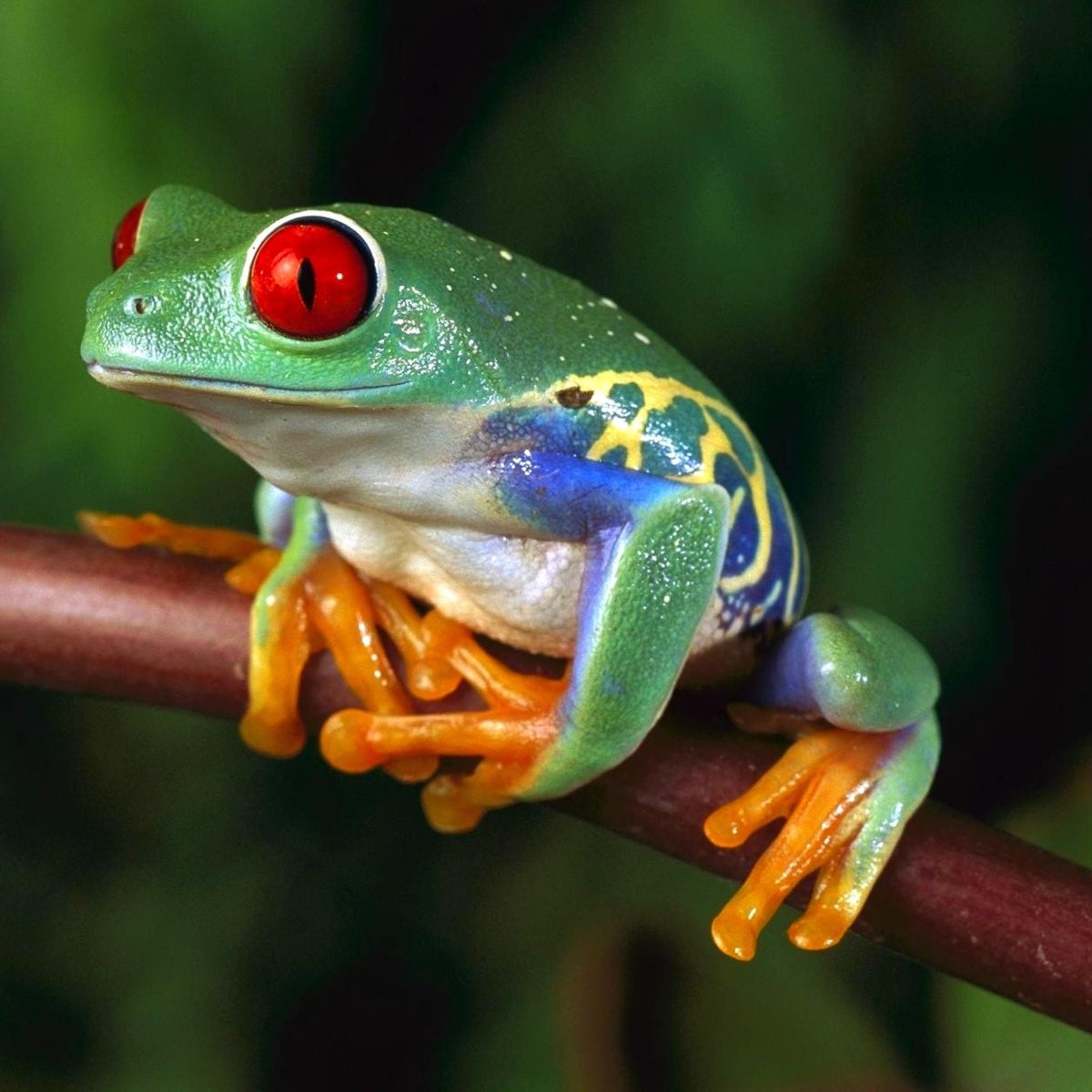 Рубиновоглазая квакша