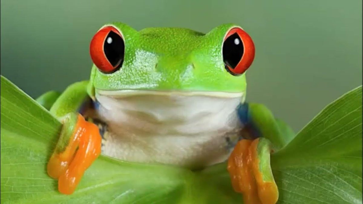 Красноглазая квакша