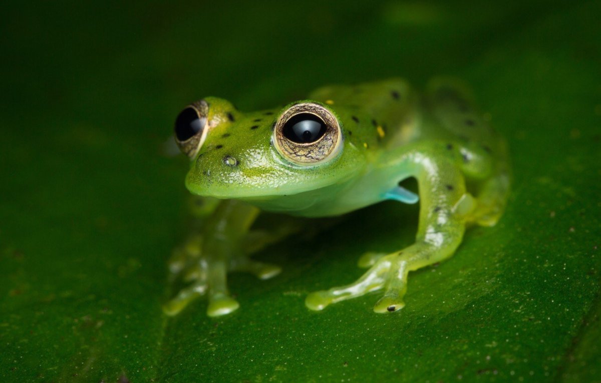 Лягушка Роберта