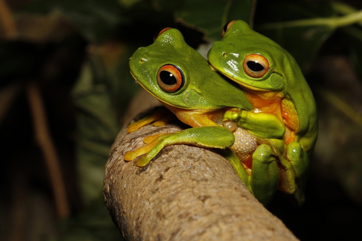 Лягушки спариваются