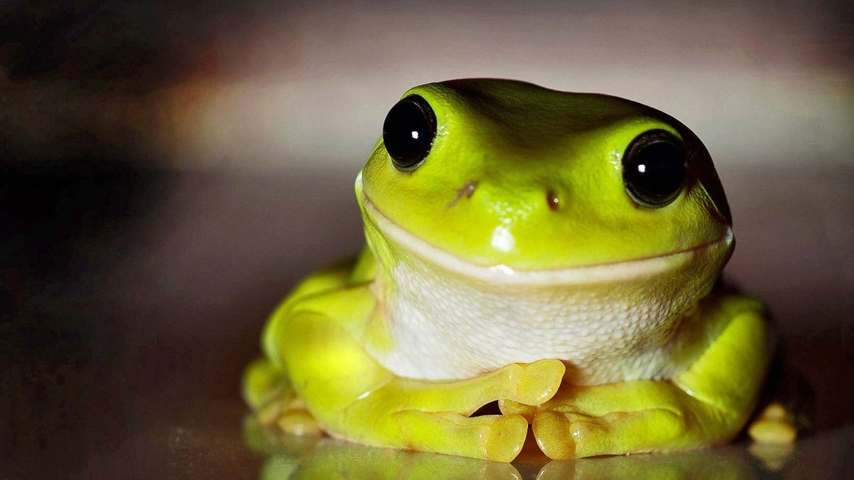 Улыбка лягушки