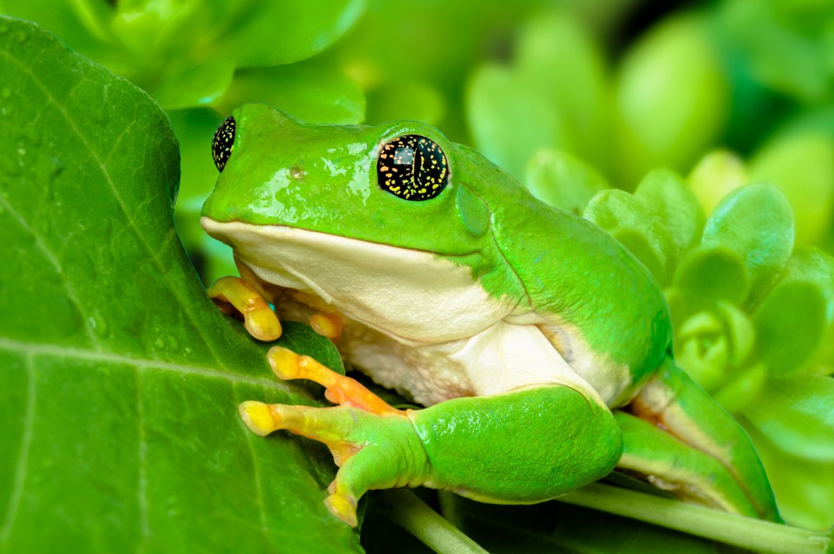 Мексиканская пялящаяся лягушка