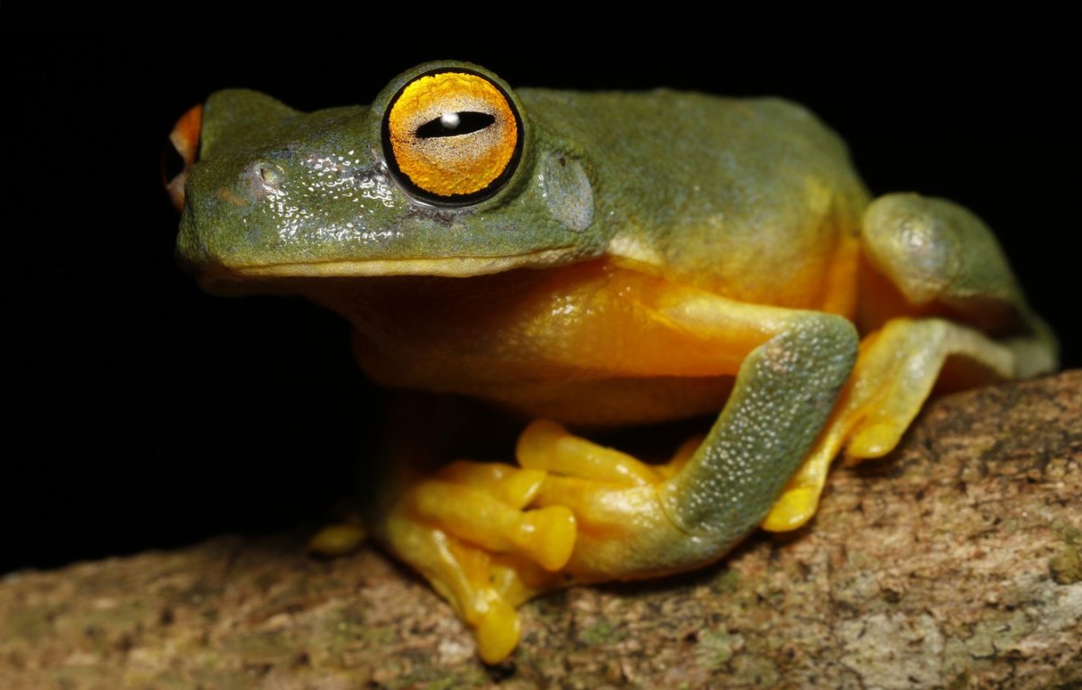 Лягушка Квакуша-кузнец