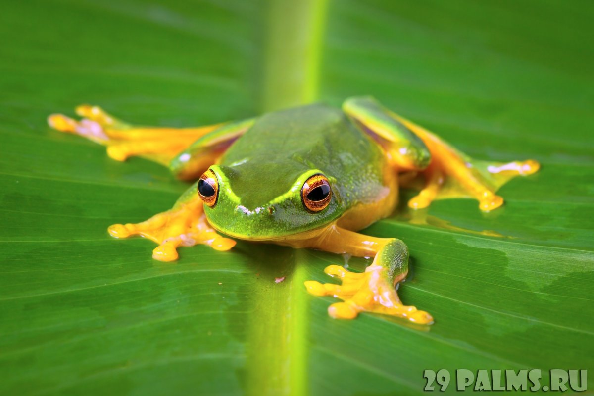 Лягушка с желтыми лапками