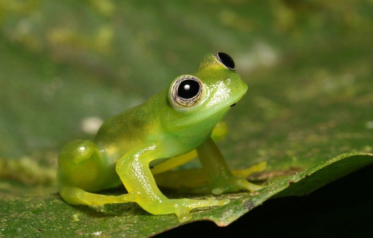 Карликовая квакша лягушка