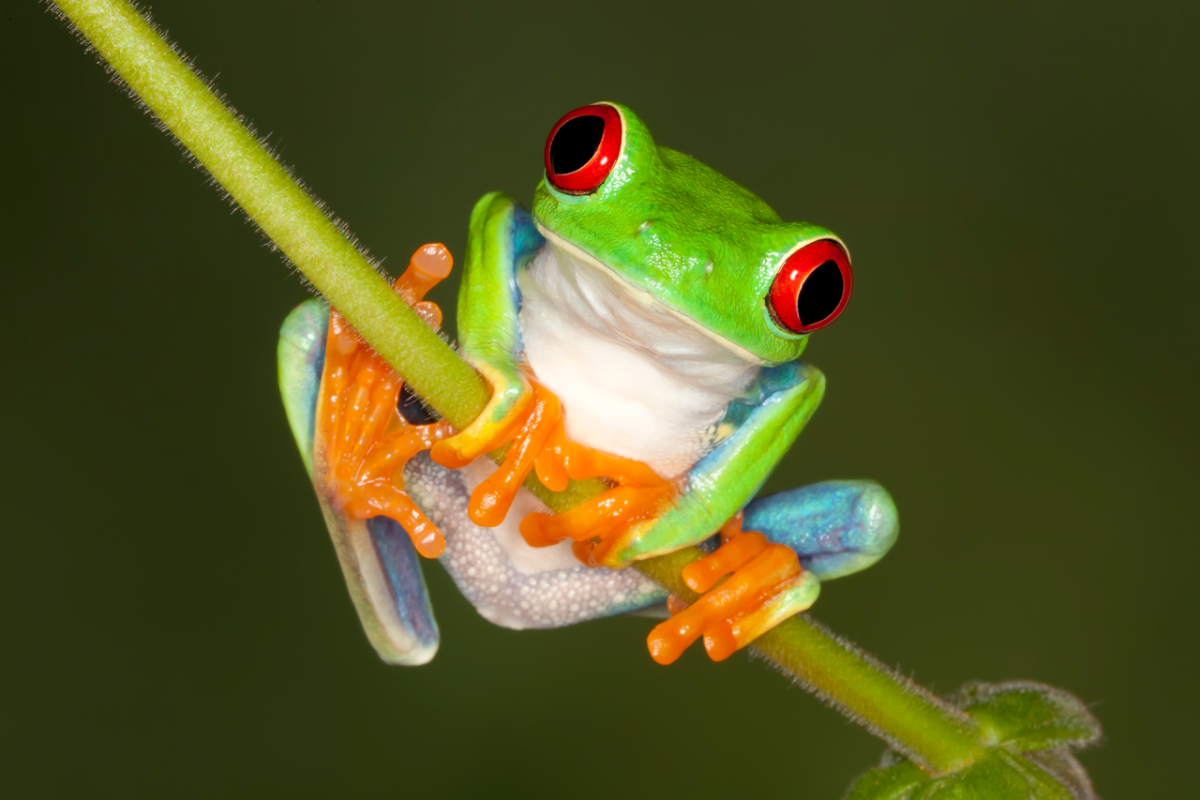 Жаба с глазами на макушке