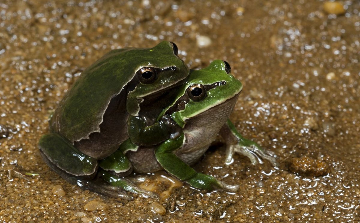 Головастики квакши обыкновенной