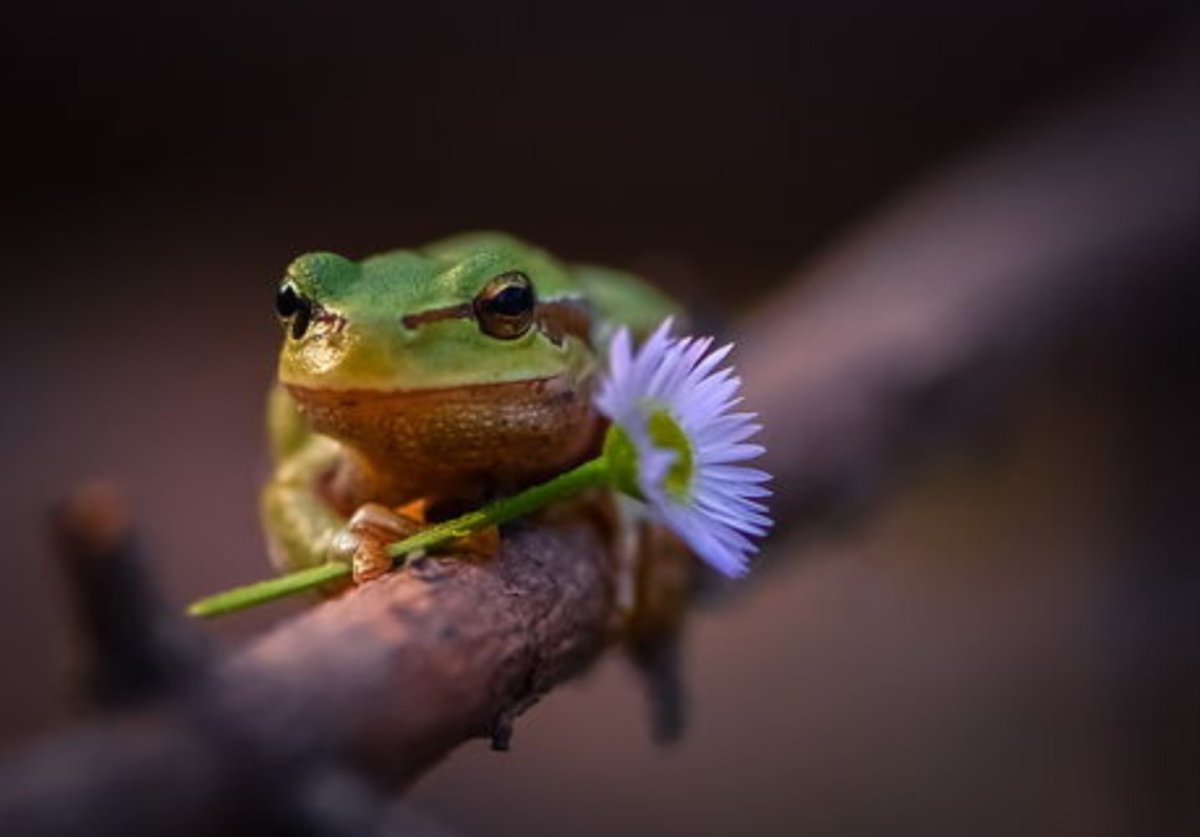 Амазонская молочная лягушка