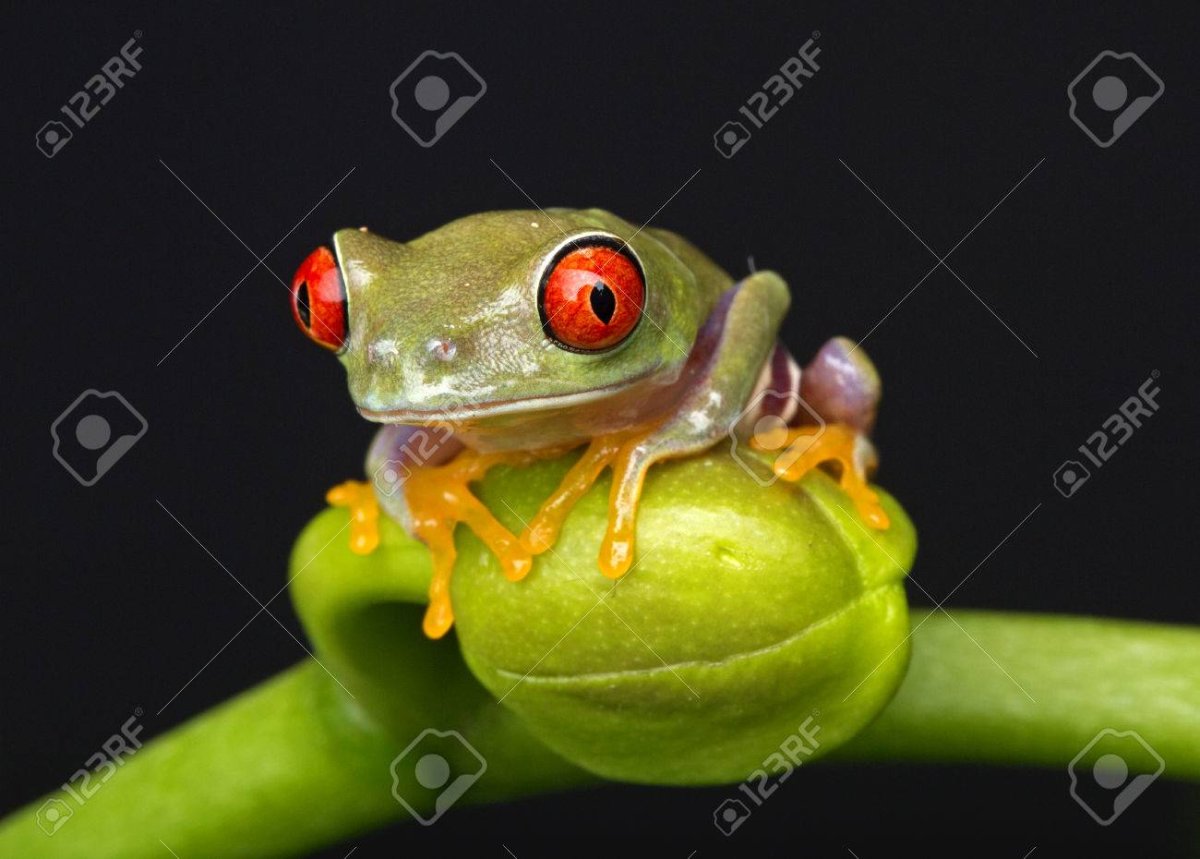 Жаба на бутоне