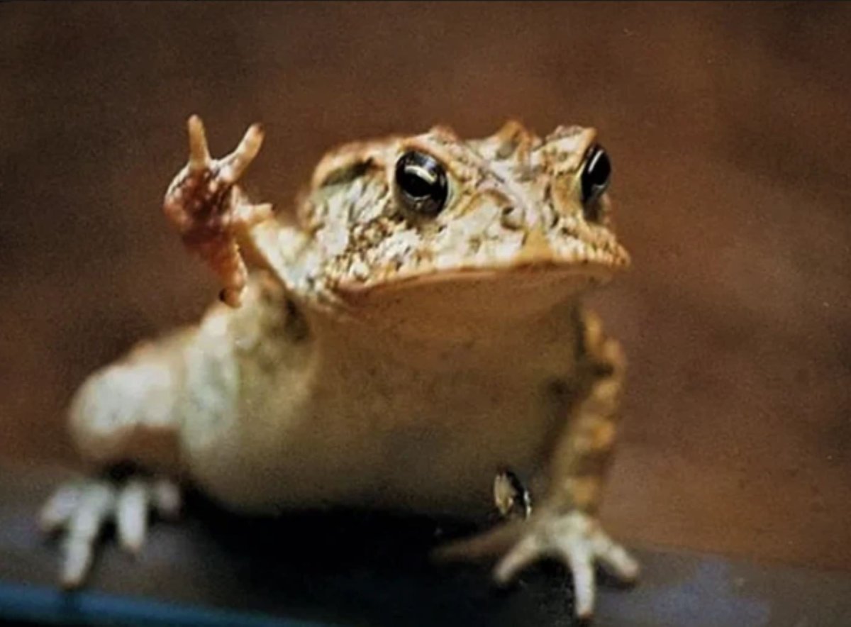 Смешные жабки