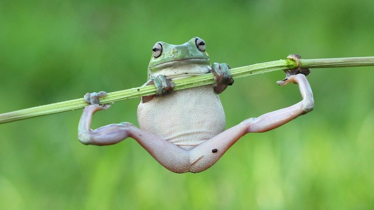 Лягушка на шпагате