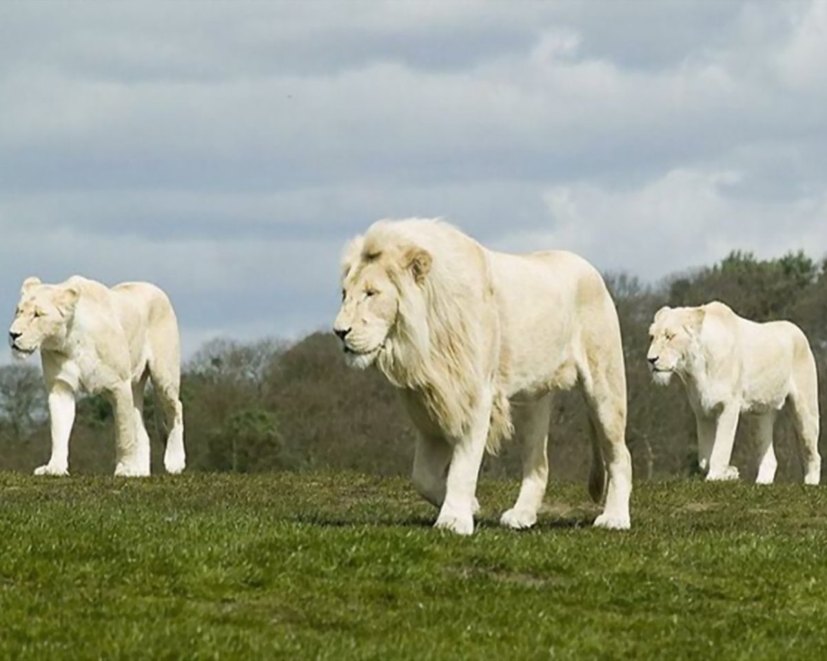 Амирхан белый Лев