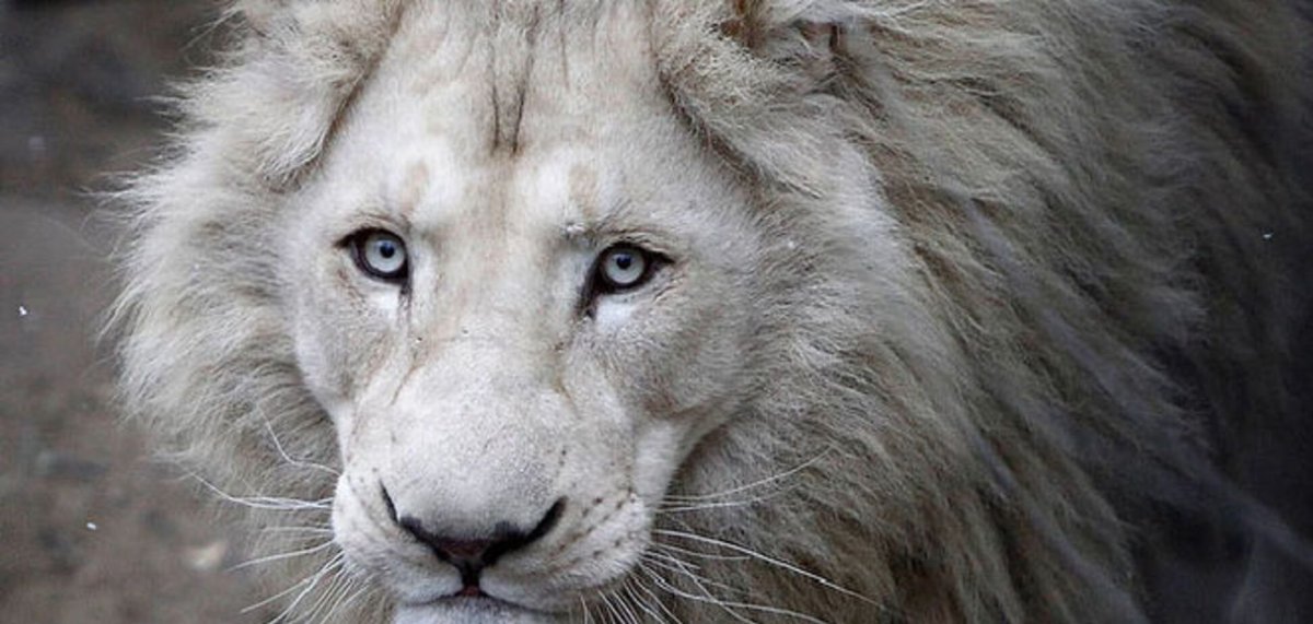 Серый Лев с голубыми глазами