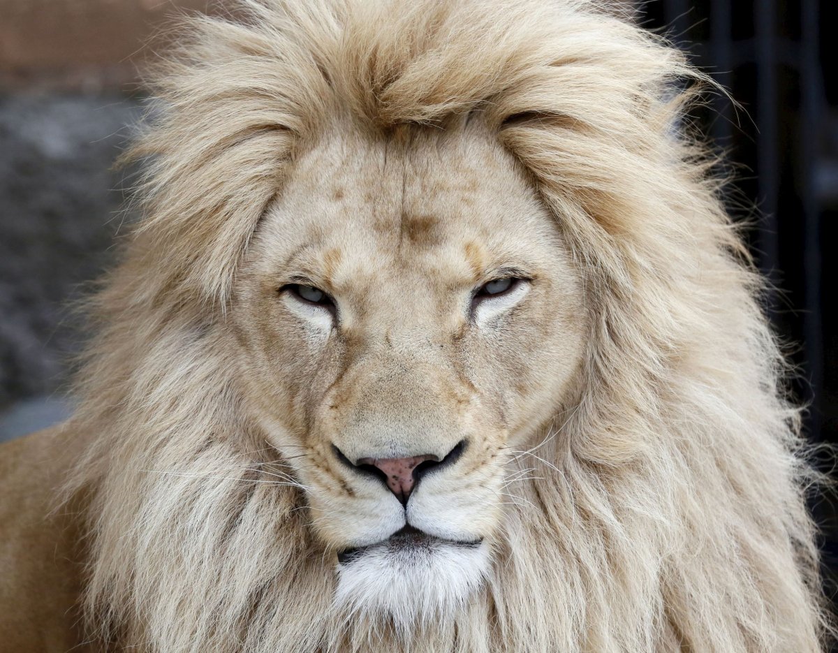 Голова белого Льва