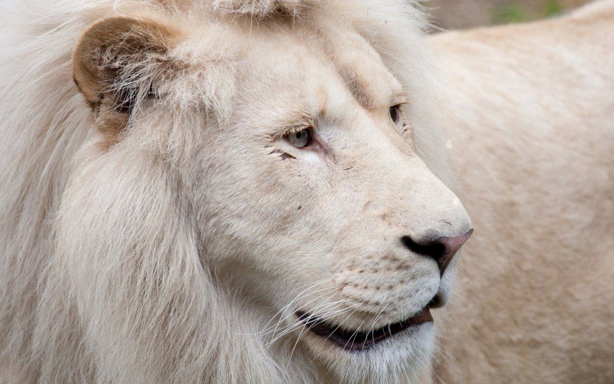 Лев с голубыми глазами
