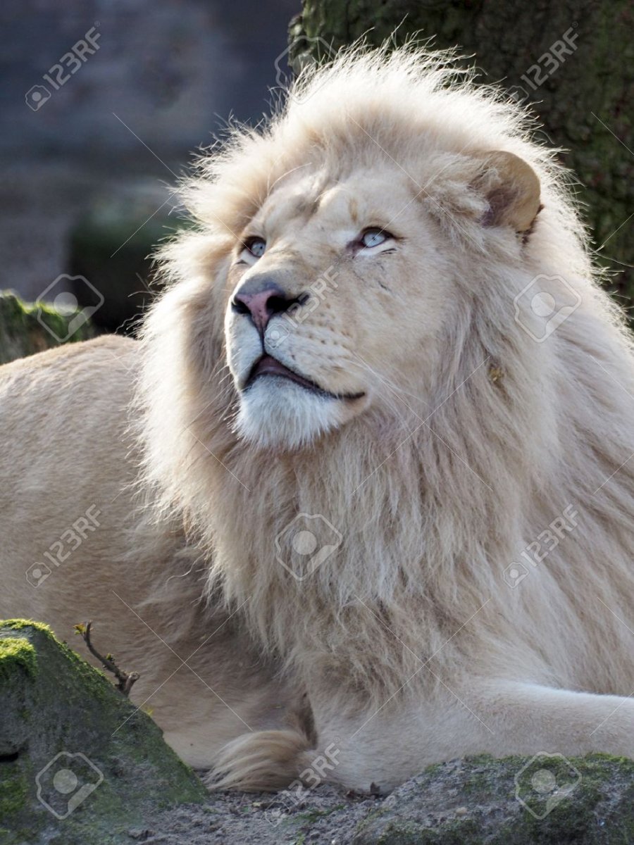 Взрослые белые львы