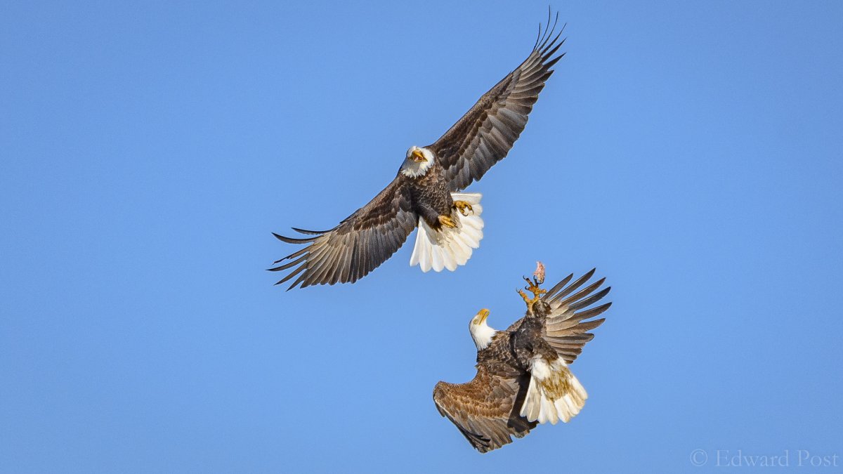 Хищная птица с белым хвостом
