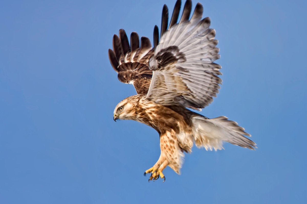 Хищные птицы ястреб