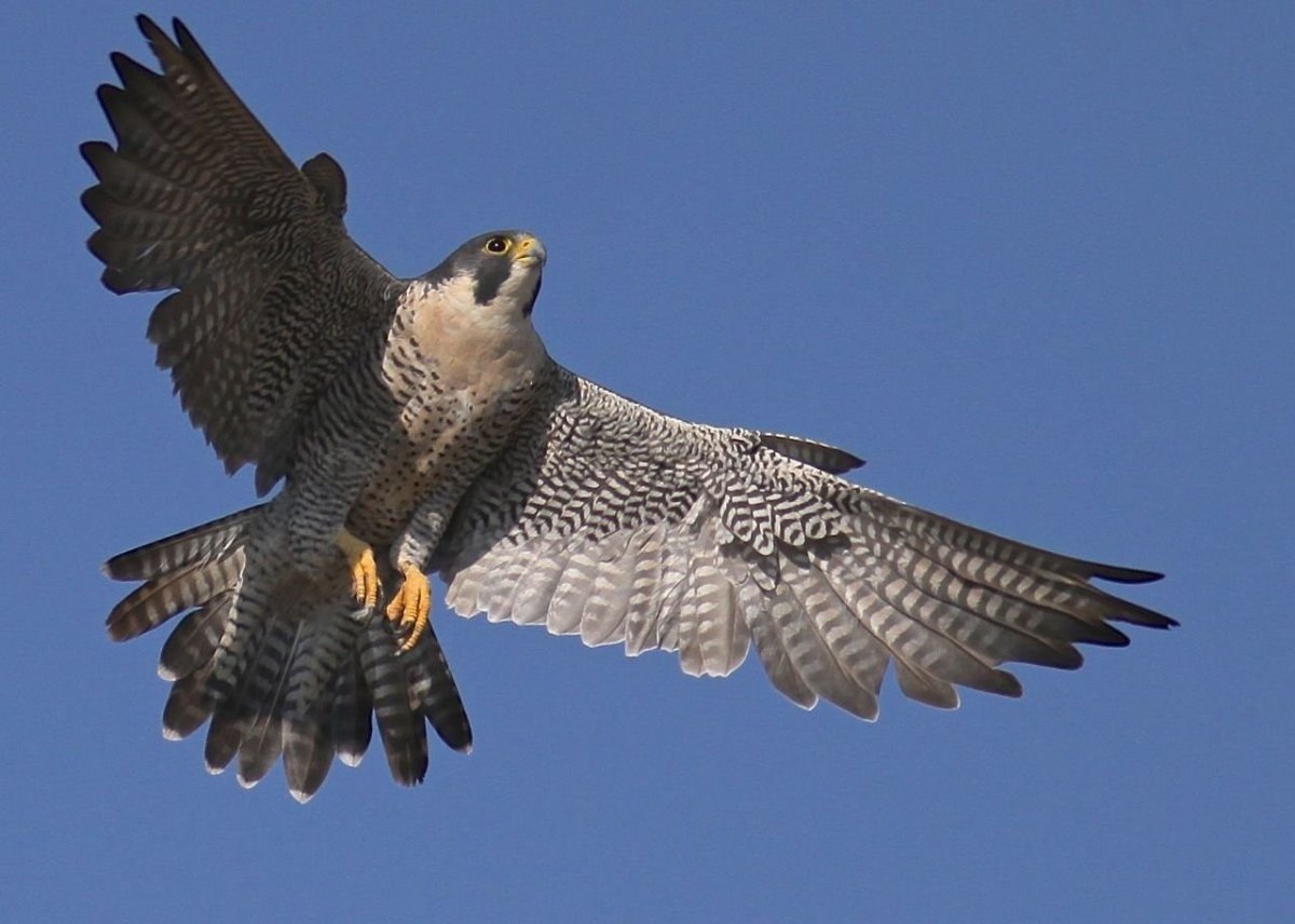 Сокол Сапсан птенец