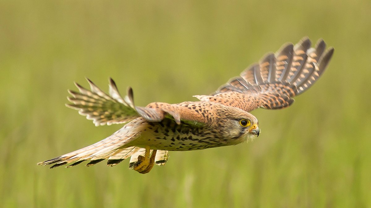 Дербник пустельга