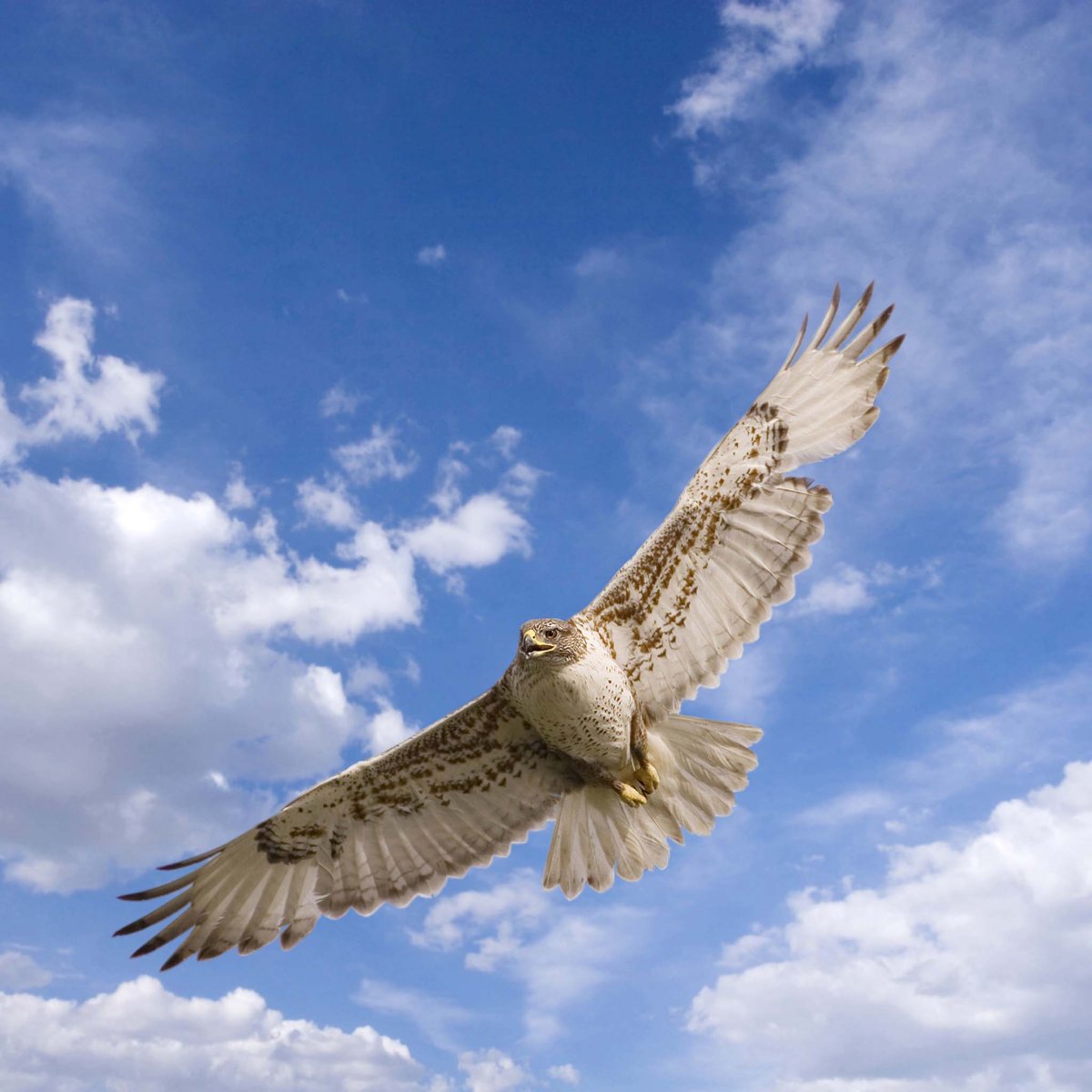 Финист Сокол